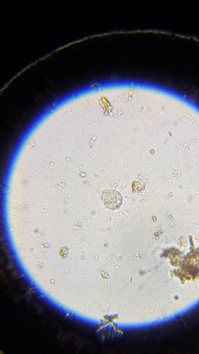 Microscope image of soil life